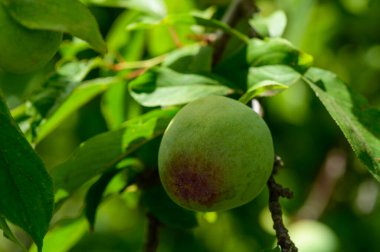 Kıbrıs Bahçesindeki Ağaç Dalında Olgunlaşmamış Yeşil Erikler