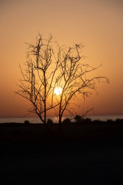 Kıbrıs Günbatımında Görkemli Ağaç Silueti