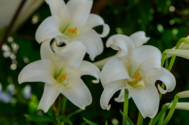 Kıbrıs Bahçesinde Beyaz Bahçe Zambakları Çiçek Açtı