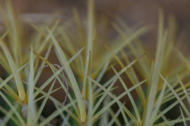 Doğal Işıkta Kaktüs Omurgaları