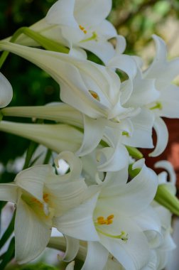 Kıbrıs 'ta Bahçede Beyaz Lily Çiçekleri Büyüyor
