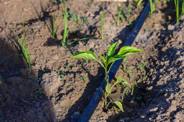 Bell pepper plants cultivated by a Cypriot farmer using drip irrigation. Close-up of healthy green and red peppers growing in Mediterranean soil under efficient water-saving system.