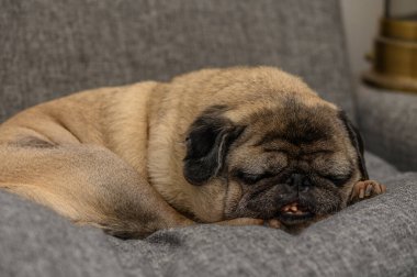Buruşuk yaşlı bir köpek, sıcak ve yumuşak yastıklarla çevrili bir kanepede huzur içinde uyur..