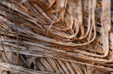 Palmiye Ağacı Kabuğu Dokusunun Macro 'su