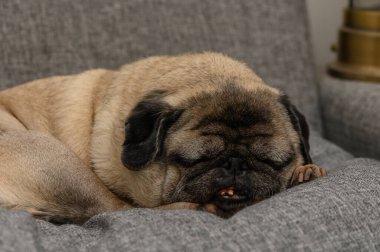 Yaşlı Pug rahat bir iç mekanda koltukta uyuyor.