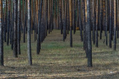Huzurlu sonbahar çam ormanı manzarası Severodonetsk yakınlarında altın ışıkta, sakin ormanlık ve mevsimlik atmosferiyle.