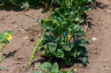 Kıbrıs 'taki bir tarım sahasında parlak Akdeniz güneşi altında büyüyen yemyeşil fasulye bitkileri,