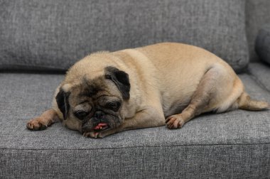 Yaşlı Pug, Evdeki Gri Koltukta Rahatlıyor