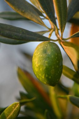 Kıbrıs 'ta zeytin dallarında yetişen yeşil zeytinlerin yakın çekimi.