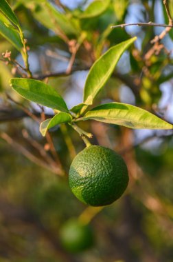 Kıbrıs 'ta narenciye dallarında yetişen olgunlaşmamış yeşil portakallara yakın çekim.
