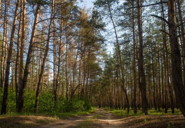 Büyüleyici bir sonbahar ormanı kozalaklı ve yapraklı ağaçları harmanlıyor, doğa ve mevsimsel fotoğrafçılık için ideal..