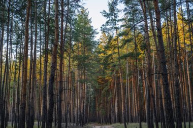 Kozalaklı ve yaprak döken ağaçları olan pitoresk bir sonbahar ormanı, doğa ve mevsimsel manzara fotoğrafçılığı için mükemmel..