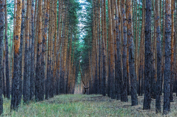 Живописный осенний сосновый лес на востоке Украины под Северодонецком с золотой листвой и природным лесом.