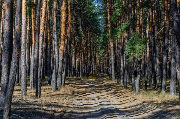 Severodonetsk yakınlarındaki Ukrayna 'nın doğusunda sonbahar çam ormanları doğayı, ormanları ve Ukrayna kırsalının mevsimsel güzelliklerini gösteriyor..