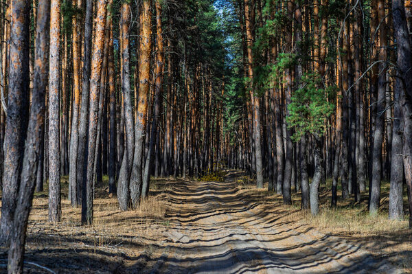 Осенний сосновый лес на востоке Украины под Северодонецком, показывающий природу, лесные массивы и сезонную красоту украинской сельской местности.
