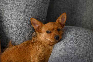 Sıcak bir kanepede yastığa uzanmış şirin kırmızı bir köpek. Evde rahat bir evcil hayvan ve yumuşak bir ışık..