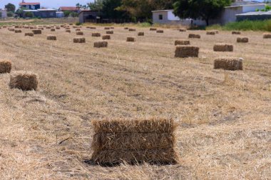 Tarlada Doldurulmuş Saman Balyaları