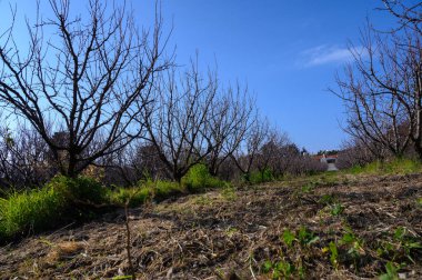 Çorak ağaçlar parlak mavi gökyüzüne doğru uzanıyor. Bu da baharın huzurlu bir kırsal alana gelişini işaret ediyor..