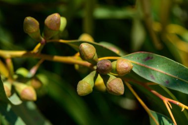 Genç okaliptüs çiçekleri, Kıbrıs 'ta ılık güneş ışığıyla aydınlanan bir dalda tomurcuklanıyor. Akdeniz bitkileriyle doğal manzara.