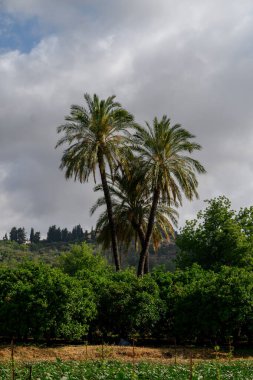 Kıbrıs 'ta güneşli bir günde açık mavi gökyüzüne uzanan uzun hurma ağaçları. Sıcaklık ve ışıkla dolu klasik bir Akdeniz sahnesi.