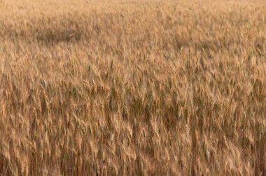 Kuzey Kıbrıs 'ta güneşli bir günde olgun çavdar kulaklarının yakın çekimi. Mavi gökyüzü arkaplanlı tarım sahnesi.