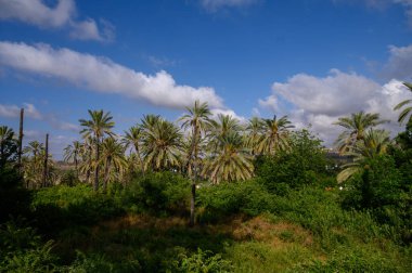 Kıbrıs 'ta güneşli bir günde açık mavi gökyüzüne doğru uzanan yüksek hurma ağaçlarıyla dolu pitoresk bir ara sokak.