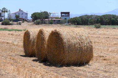 Kıbrıs 'ta Güneş Işığı Altında Saman Balyaları