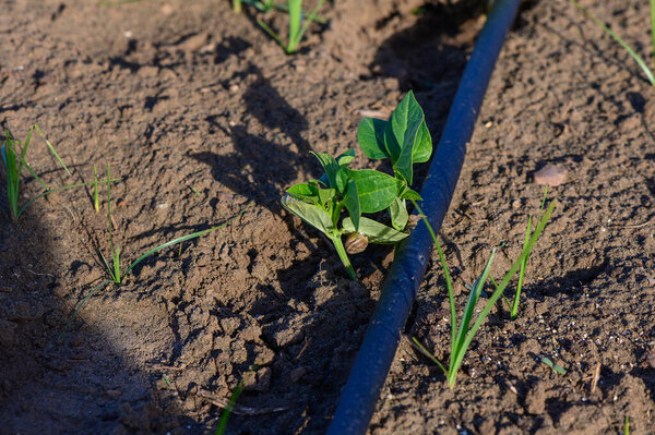 Drip-Irrigated Pepper Plants in Cyprus Field