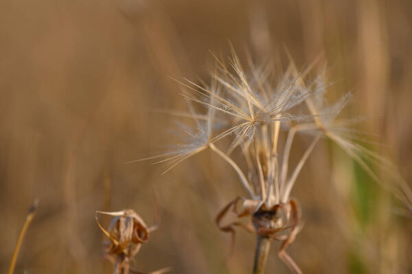 Одуванчик в теплый вечер солнечный свет на лугу