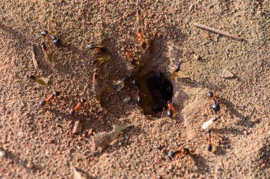 Karıncalar yuva girişi yakınında çalışıyor, makro Kıbrıs doğası