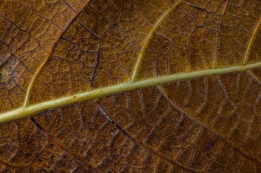 Kurumuş bir yaprağın yakın çekiminde ince ışık altında kahverengi tonlarla süslenmiş ayrıntılı dokusu ve damarları sergilenir..