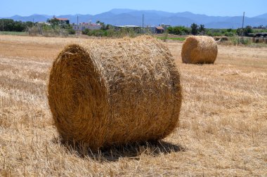 Yaz hasadı sırasında Kıbrıs 'taki kuru bir araziye saçılmış altın saman balyaları.