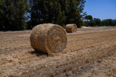 Kıbrıs Rum Kesimi 'nin açık mavi gökyüzü altında yuvarlak saman balyalarıyla manzaralı kırsal alanı.