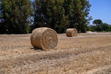 Kıbrıs Kırsalında Kuru Arazide Yuvarlak Hasır Balyalar