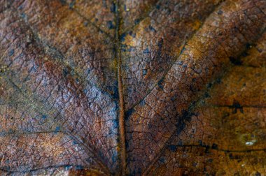 Doğa sanatını, canlı dokular ve yerde dinlenen bir yaprağın sıcak renkleri vasıtasıyla gösterir..