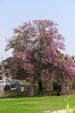Canlı pembe çiçeklerle süslenmiş görkemli bir ağaç canlı bir parkta uzun duruyor ve yakınlardaki bir figüre gölge düşürüyor. Açık mavi gökyüzü ve yeşil çimenler sakin bir atmosfer yaratır..