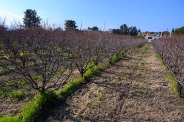 Durgun ağaçlarla dolu sakin bir bahçe günün ilk ışıklarını karşılıyor, yaklaşan bahar yenilenmesini ima ediyor..