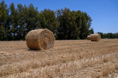 Kıbrıs Kırsalında Kuru Yaz Sahasında Saman Balyaları