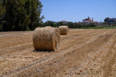Kıbrıs 'ın sıcak kırsalında hasat edilen bir tarlada saman balyaları yuvarlanıyor.