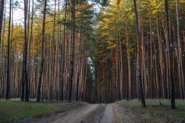 Savaştan önce Ukrayna 'nın doğusundaki yoğun çam ormanlarının manzarası doğal güzellikleri, yeşil ağaçları ve huzurlu manzaraları gösteriyor..