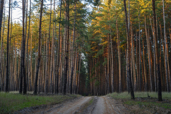 Живописный вид густого соснового леса на востоке Украины перед войной, показывающий природную красоту, зеленые деревья и спокойный пейзаж.