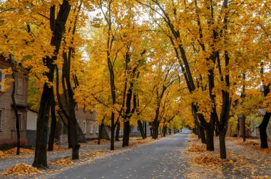 Sonbaharda Severodonetsk şehrinde bulunan Marta Caddesi, renkli yapraklar, rahat atmosfer ve parlak mevsimlik manzaralı..