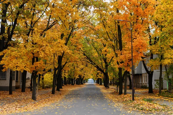 Sonbahar boyunca Severodonetsk şehrinde 8 Marta Caddesi. Renkli yeşillikler, huzurlu yollar ve kentsel alandaki doğal mevsimsel güzellikler..