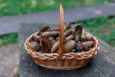 Bir yaz parkındaki hasır sepetin içindeki Firavun konileri yeşil çimlerin arka planına karşı. Yüksek kalite fotoğraf