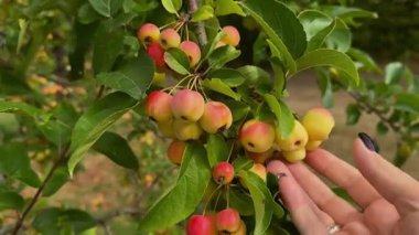 Bir kadın eli, yeşil yaprakların arasına olgun sarı-kırmızı elmalar serpiştirilmiş vahşi bir elma ağacının dalına uzanır. Yüksek kaliteli FullHD görüntüler