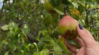 Yaz bahçesindeki bir daldan olgun bir armut toplayan bir elin yakın çekimi. Yüksek kaliteli FullHD görüntüler