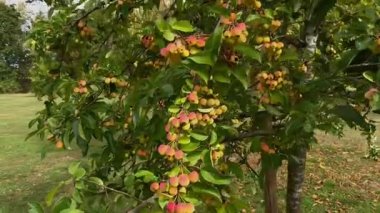 Parlak yeşil yapraklar arasında olgunlaşmış sarı-kırmızı elmalarla kaplı yabani bir elma ağacının dalları, bir yerleşim yerinin bulanık arka planına ve diğer yapraklara karşı. Yüksek kaliteli FullHD görüntüler