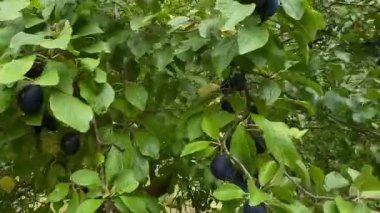 Olgun mor eriklerle dolu erik ağacı dalına yakın çekim, güneşli bir günde meyve bahçesinde hasat için hazır. Yüksek kaliteli FullHD görüntüler