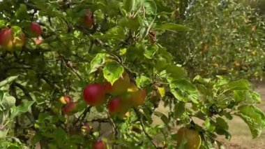 Kırmızı elmalı elma bahçesi. Meyve çiftliği. Elma bahçesinin arka planında altın saatinde elma dalları. Hasat ve kırsal organik, yerel, mevsimsel meyve ve hasat kavramı. Yüksek kaliteli FullHD görüntüler