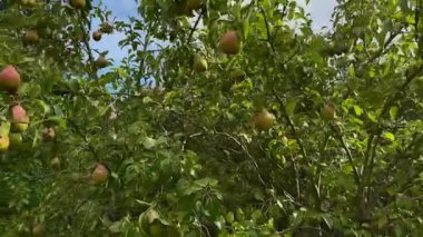 Armut ağacının dallarından sarkan armut meyveleri. Yüksek kaliteli FullHD görüntüler